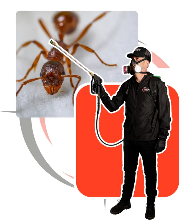 مكافحة النمل الأحمر